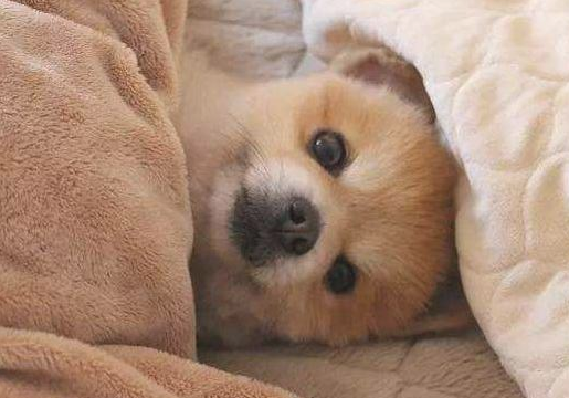 狗狗又出现这些个情况 只能说明它爱你！(图2)