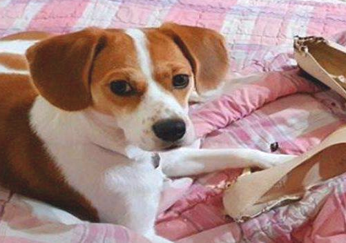 狗狗又出现这些个情况 只能说明它爱你！(图1)