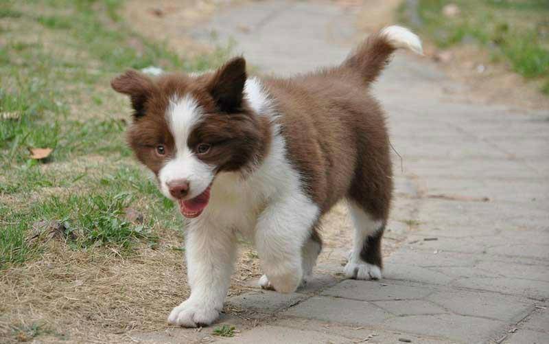 边牧幼犬怎摸养？试一下这个方法(图2)