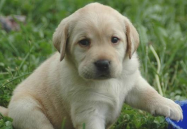 性子温驯对主人忠心耿耿的狗狗 家里的顺利入选了没有(图1)