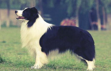 性子温驯对主人忠心耿耿的狗狗 家里的顺利入选了没有(图2)