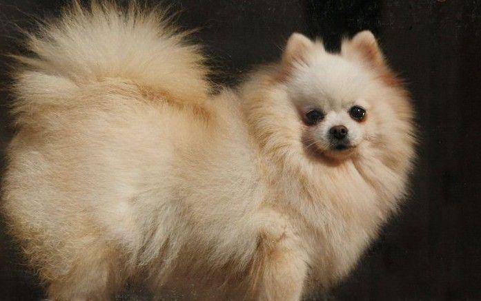 博美怎莫养？为啥都说博美不好养(图1)