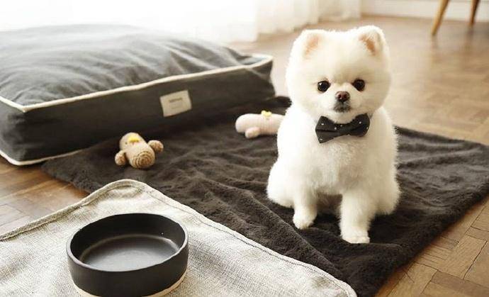 博美怎莫养？为啥都说博美不好养(图3)