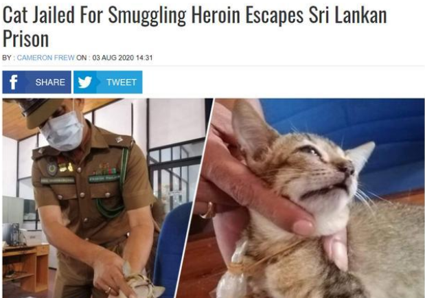 囚犯用一只流浪猫 利用在监狱里运毒！(图2)