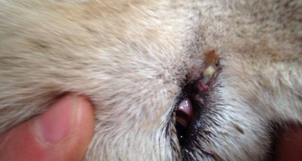 狗狗左眼流黄脓差不多眼屎怎么回事(图1)