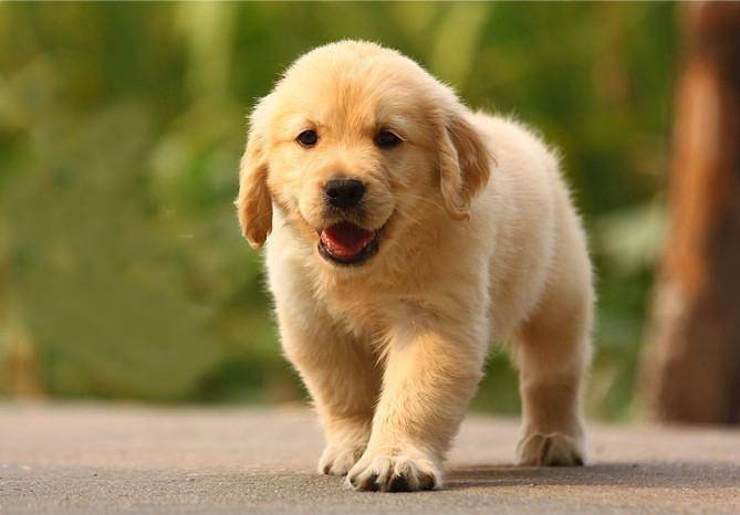 金毛几个月这个可以训练？早教非常重要(图3)