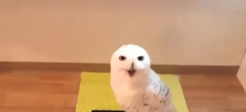 猫头鹰表情亮了乐呵呵笑开怀畅笑模样超萌(图1)