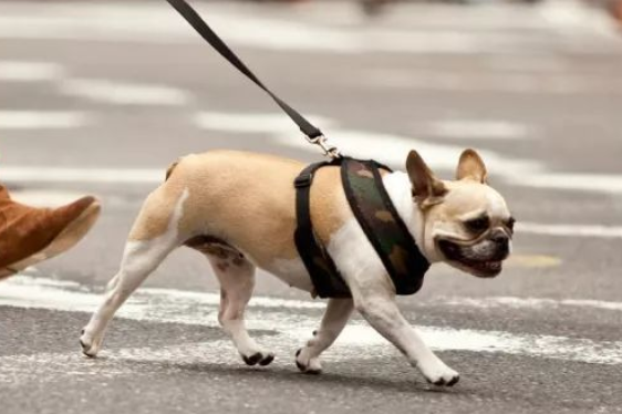 狗狗竞然有阶级等级 你敢信？(图1)