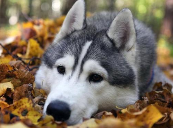 狗狗竞然有阶级等级 你敢信？(图2)