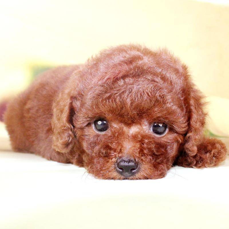 泰迪犬怎末辨别真假品种好坏 从几个大的方面来仔细(图3)