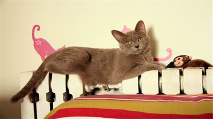 猫毛可不可以全剃(图1)