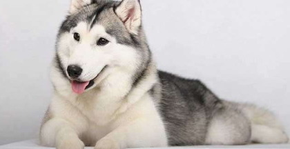 哈士奇当土狗养会死吗(图1)