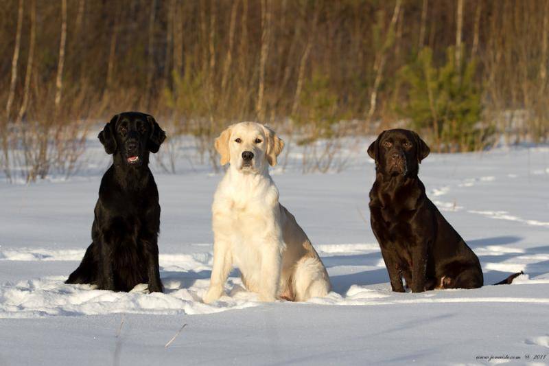 拉布拉多会保护主人吗？禁卫主人是狗的天职(图3)