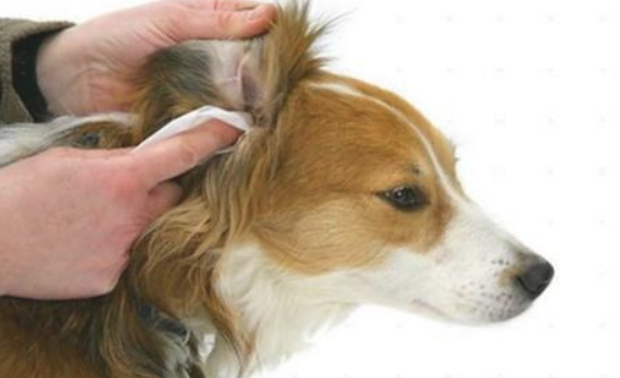 狗狗的耳朵被大狗咬伤怎么办？(图2)