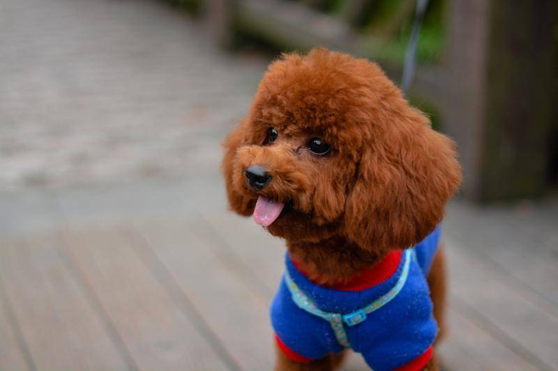 泰迪狗该如何养？那些套路要学会什么(图1)