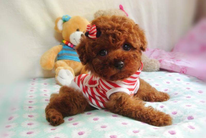 泰迪狗该如何养？那些套路要学会什么(图2)