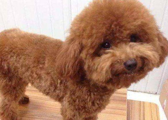 泰迪狗该如何养？那些套路要学会什么(图3)