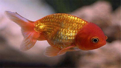 狮头鱼又叫有什么鱼(图1)