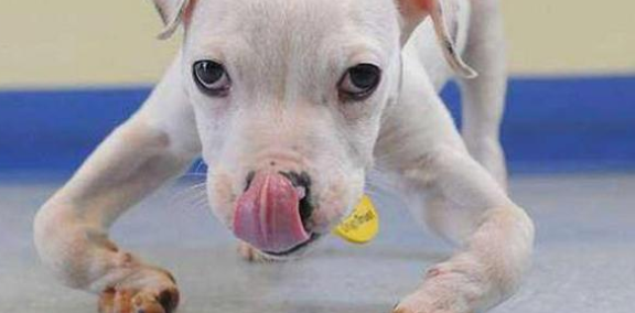 狗狗多久补一回钙？(图1)