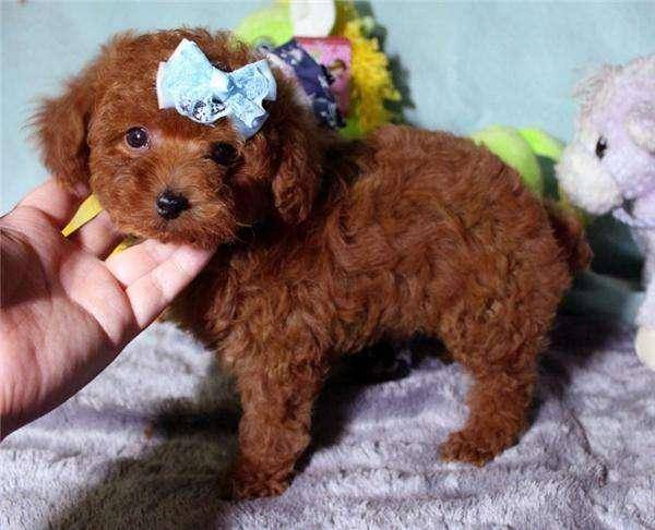 纯种泰迪犬的标准 最全面的标准可以看下(图2)