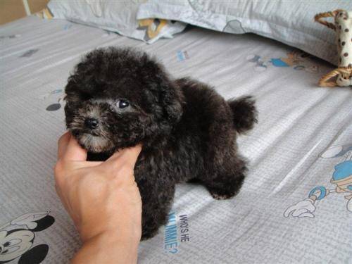 纯种泰迪犬的标准 最全面的标准可以看下(图1)