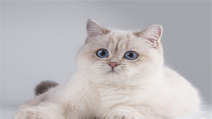 猫又吐又吐黄水到底是怎么回事?(图1)