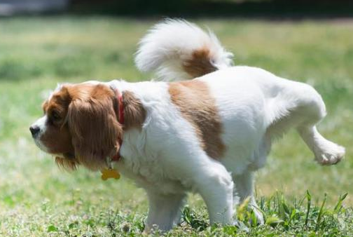 尿道结石的狗狗会出现怎样的症状？来了解下吧(图1)