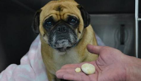 尿道结石的狗狗会出现怎样的症状？来了解下吧(图2)