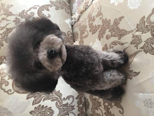 灰泰迪返灰要注意事项 那些个方面的照看要尽量(图2)