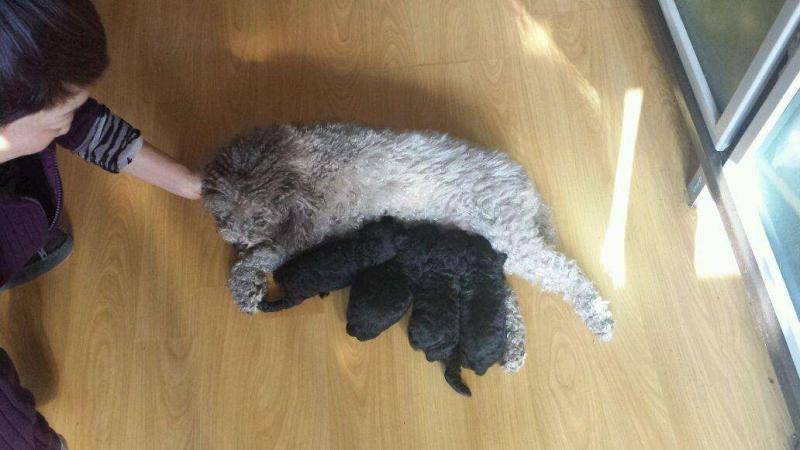 灰泰迪返灰要注意事项 那些个方面的照看要尽量(图3)