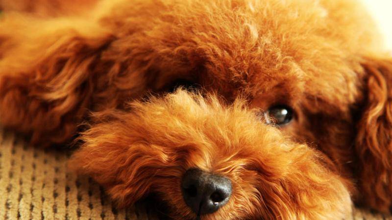 泰迪狗不是很爱吃狗粮怎么办？你得要先能找到原因(图2)