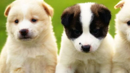 狗狗怕蚊子包吗(图1)