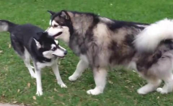 被狗咬界称之为是“三傻四疯”的7种狗狗 有了你家里养的吗？(图1)