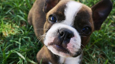 狗狗的太大了太热了（尽量这种指标）(图1)