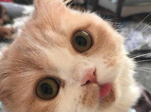这只猫咪好神奇无比如果能一照像就…这反应让人笑喷了(图1)