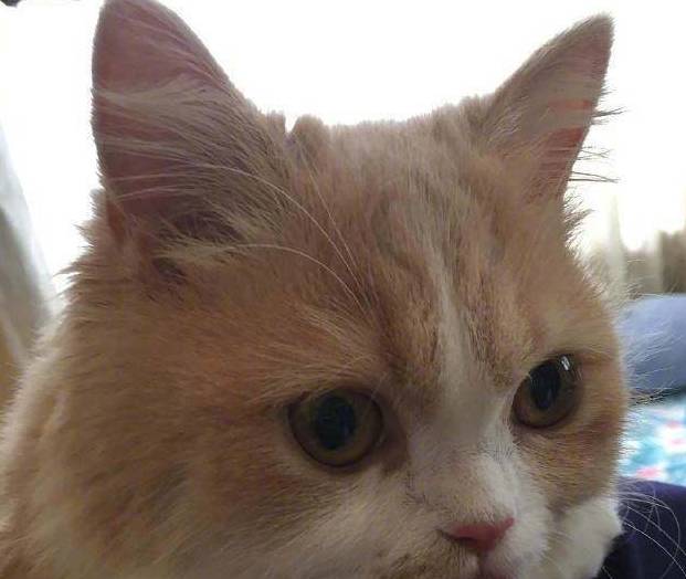 这只猫咪好神奇无比如果能一照像就…这反应让人笑喷了(图3)