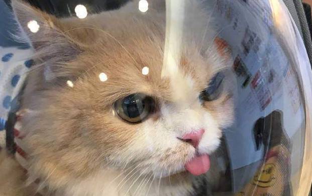 这只猫咪好神奇无比如果能一照像就…这反应让人笑喷了(图2)
