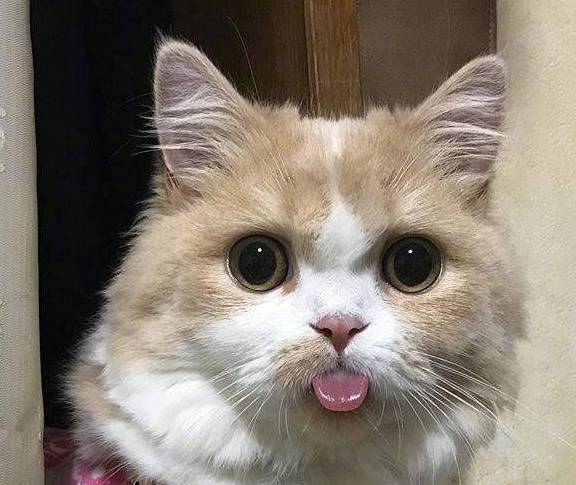 这只猫咪好神奇无比如果能一照像就…这反应让人笑喷了(图5)