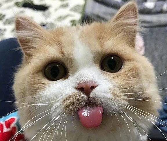 这只猫咪好神奇无比如果能一照像就…这反应让人笑喷了(图4)