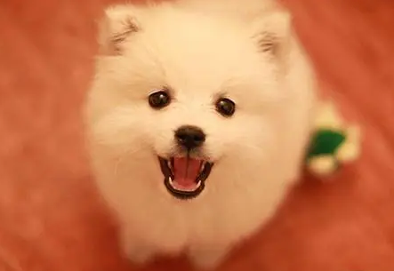 初学者不建议您养这几种狗狗 养了你将是被“气哭”(图1)