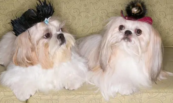 初学者不建议您养这几种狗狗 养了你将是被“气哭”(图2)