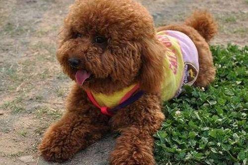 泰迪犬洗澡注意事项 越简单的事越要留心(图2)