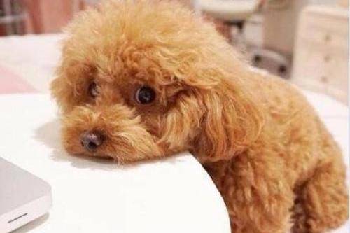 泰迪犬洗澡注意事项 越简单的事越要留心(图1)