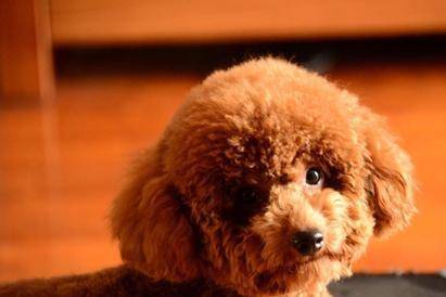 泰迪犬洗澡注意事项 越简单的事越要留心(图3)