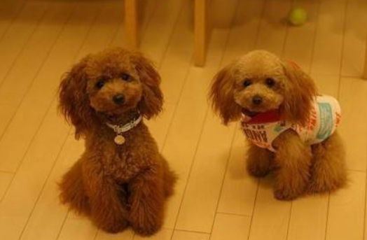 泰迪狗喂食注意事项 尤其是在饮食上面(图3)