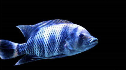 什么鱼能掌控十间鱼(图1)