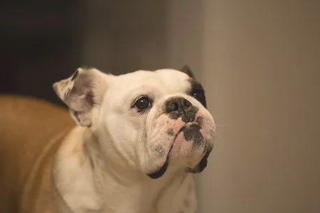 狗狗耳朵很脏 该怎么彻底清除？(图1)