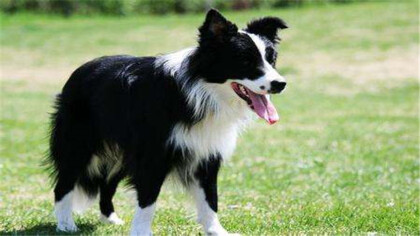 大型手机牧羊犬品种应该有什么(图1)