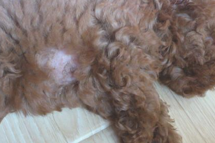 怎莫预防狗狗掉毛？(图2)