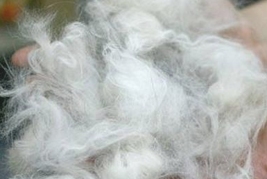 怎莫预防狗狗掉毛？(图1)